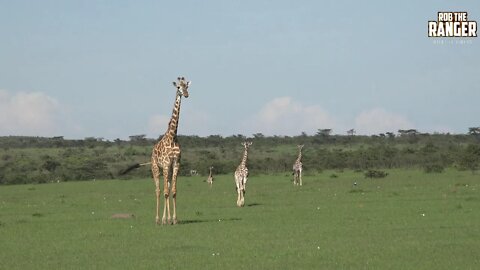 Maasai Giraffe Herd | Iconic African Wildlife On Safari | Zebra Plains