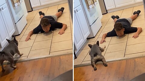 Frenchie Puppy Perfectly Imitates Little Kid