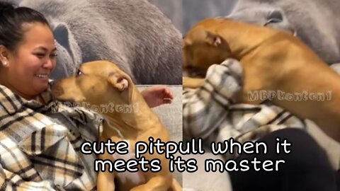 cute pitpull when it meets its master