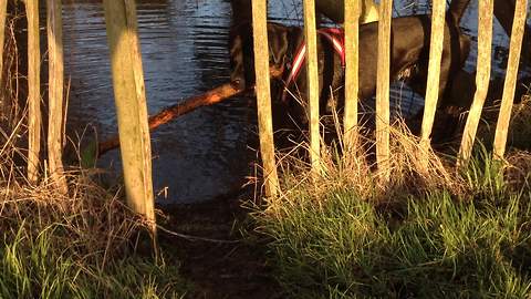 Determined dog struggles to fit giant stick past fence