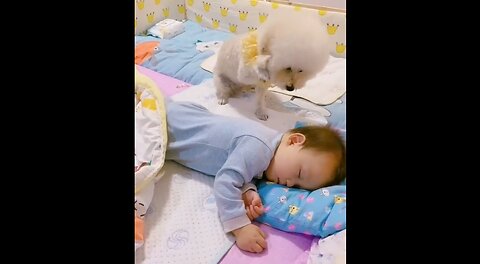 Cute Dog Babysitting