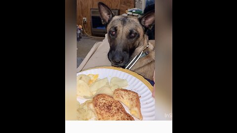 Belgian Malinois dog acts shocked when she misses out on cheese treat.