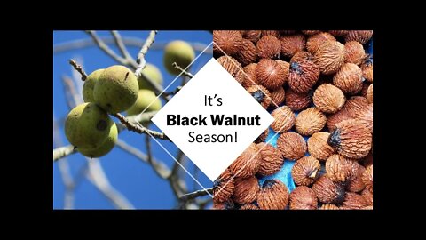 Foraging Black Walnuts - Move Over Squirrels!
