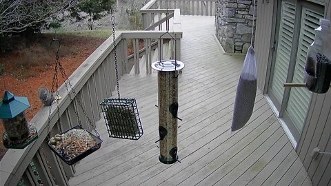 Live Stream Bird Feeder in Ashville NC.