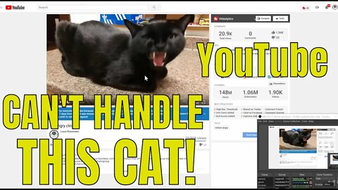YouTube flags kitten as harmful & dangerous, strikes channel.