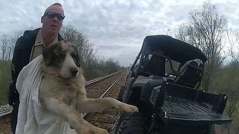 Police rescue injured dog from train tracks