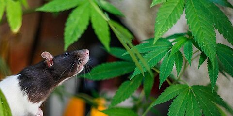 "RATS" EAT 700 KILOS OF CANNABIS OUT OF A POLICE STATION IN INDIA