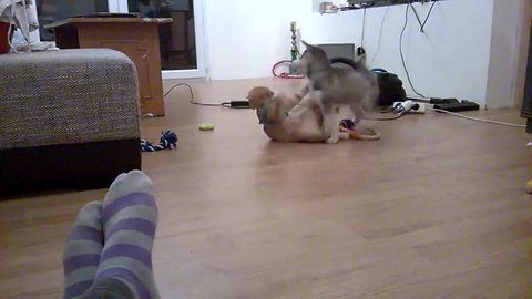 Puppy mistakenly challenges cat