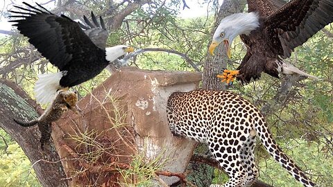 Big Mistake When Eagle Provoked Leopard Cub and the Unexpected | Mother Leopard Fail To Save Her Cub