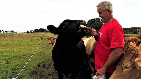 Brave or crazy? Man wears red shirt to hand feed 2,000 pound bull