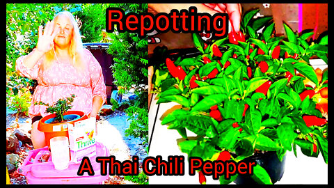 HowTo Repot a Thai Chili Pepper Plant N A GardenTour