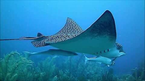 Gigantic stingray cruises casually past unsuspecting scuba diver