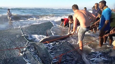 Shark rescued from fishing net 'death trap' just in time