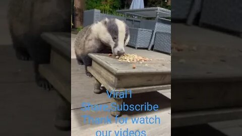 Best Badger Animal