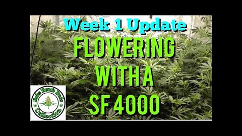 Week 1, Flowering With A Spider Farmer SF 4000 Update