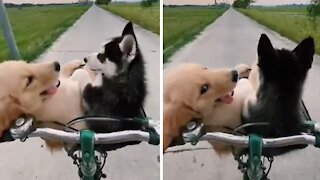 Adorable Puppies Really Enjoy Their First Biking Experience