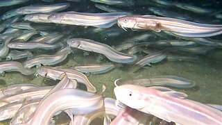 Huge swarm of eerie fish surround scuba diver in the darkness