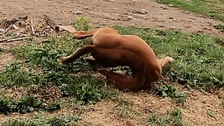 Playful Newborn Foal Falls While Playing In Pasture