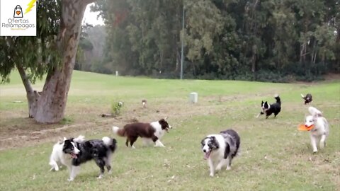 Como PARAR O LATIDO do seu cão ou DO SEU VIZINHO simplesmente APERTANDO UM BOTÃO.