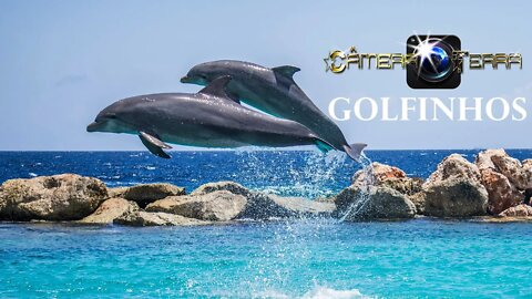 🌎 Câmera Terra| Golfinhos |Som de Golfinho | Delphinus Delphis | Golfinhos Selvagens|2021