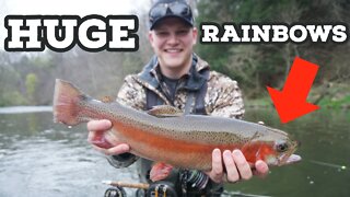 Fly Fishing for HUGE Rainbow Trout!