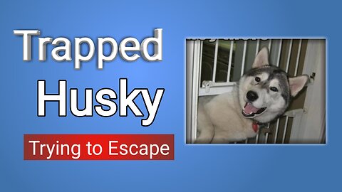 The Great Escape? Hilarious Husky Gets Trapped ,Husky vs Chain Lock #Husky #pet #viral #escape