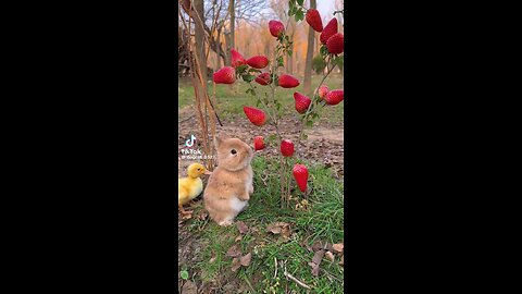 Baby Bunny eats strawberries 🍓
