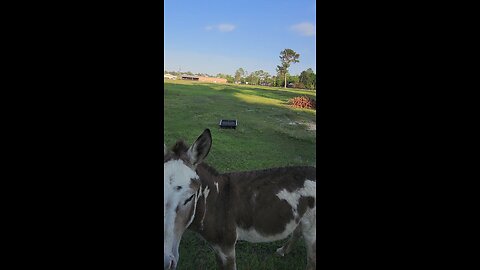 Donkeys coming out of the woods where they aren't supposed to be