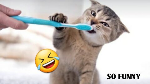 Best😻 funny animal videos2023|🤣very funny animals video😂😂