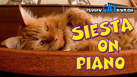 Funny Cat BYRON ❤️ Cats Siesta on piano