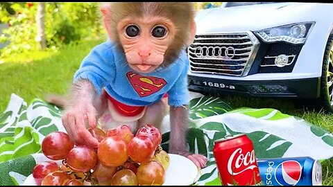 Baby monkey and puppy go to a picnic to eat lunch