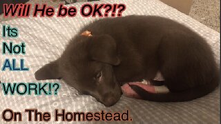 The Homestead Gets A Puppy!!