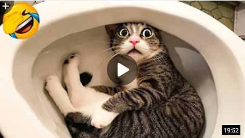 Funniest cats and dogs videos 2023