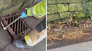 Firefighters rescue 7 ducklings from storm drain