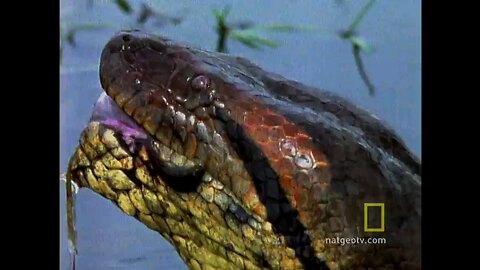 Best. 08 anaconda hunting national geography