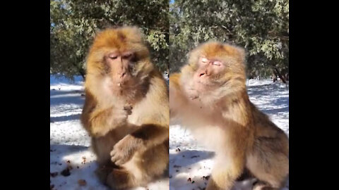 Funny and cute monkey / funniest monkey