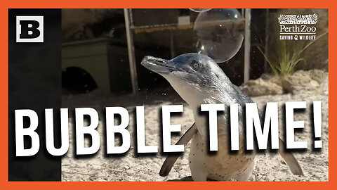 Bubble Time! Penguin Plays at Perth Zoo in Australia