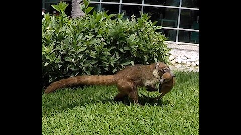 Concerned coati mother drags her babies to safety