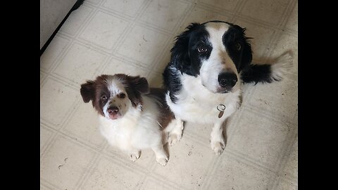 Border Collie Puppies! Live!