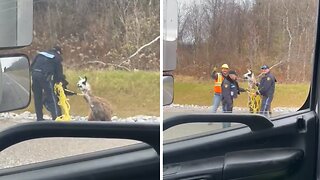 Police rescue wayward llama