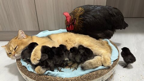 The hen was surprised!Kittens know how to take care of chicks better than hens.Cute and interesting😊