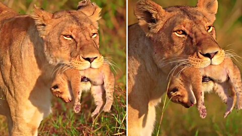 Mother Love A Lion Saving Its Cub