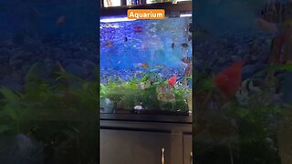 Aquarium