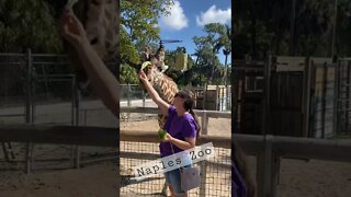 Feeding Giraffes at the Naples Zoo