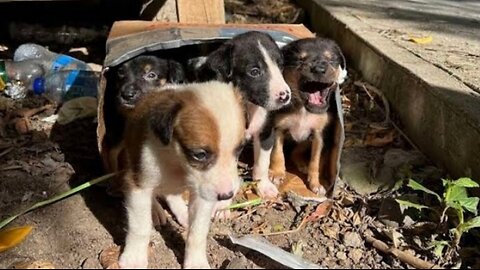 They were left near the trash as an unnecessary thing