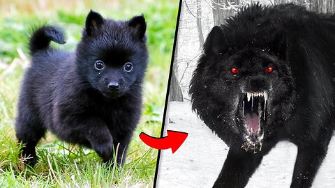 THIS CUB BECAME THE MOST DANGEROUS ANIMAL, INCREDIBLE ANIMAL TRANSFORMATIONS