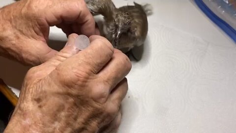 Rescue Dove Part 1