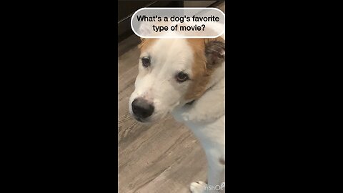 What's a dog's favorite type of movie?