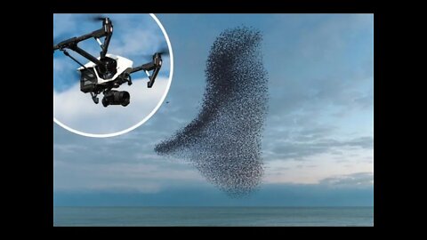 Starlings Dancing With The Drone