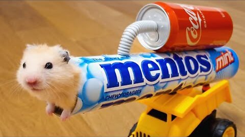 HAMSTER Never ever trust your HAMSTER with COLA and MENTOS